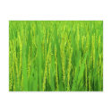 Rice harvest postcards