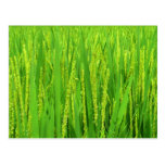 Rice harvest, Waegwan, Southkorea Post Cards