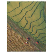 Rice harvesting flyers by GPArkive Rice harvesting flyers