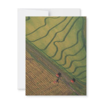 Rice harvesting invitations