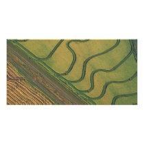 Rice harvesting picture card