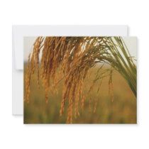 Rice invitations