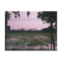 Rice Paddies postcards