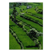 Rice paddy fields, Bali, Indonesia Card