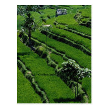 Rice paddy fields, Bali, Indonesia Post Cards