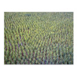 Rice paddy, Indonesia Postcard