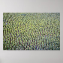 Rice paddy, Indonesia Posters