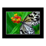 Rice Paper Butterfly Poster