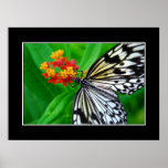 Rice Paper Butterfly Poster posters