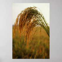 Rice Poster