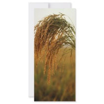 Rice rack cards