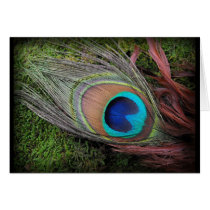 Rich, Elegant Peacock Feather Photograph Greeting Cards