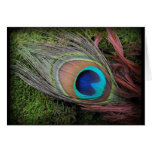Rich, Elegant Peacock Feather Photograph Greeting Cards