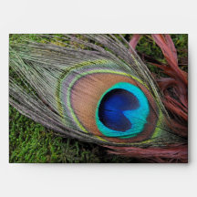Rich Peacock Feather with Green Moss Envelope