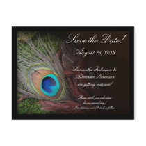 Rich Peacock Feather with Green Moss Postcard