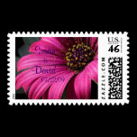 Rich Pink Gerber Daisy Wedding