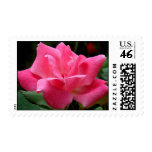 RICH PINK KNOCKOUT ROSE postage