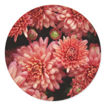 Rich Red Chrysanthemums Stickers