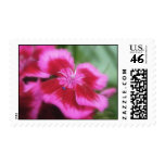 Rich Rose Colored Sweet William Postage Stamps