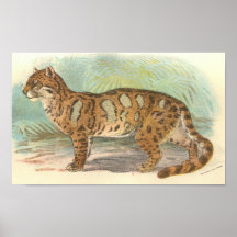 Richard Lydekker - Clouded Leopard Portfolio Posters