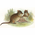 Richard Lydekker - Common Rat-Kangaroo t-shirts by LisasLair Richard Lydekker - Common Rat-Kangaroo t-shirts