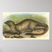 Richard Lydekker - Egyptian Mongoose Portfolio Print