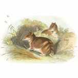 lydekker, gunn's, bandicoot