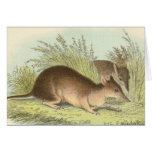 Richard Lydekker - Long-Nosed Bandicoot cards