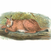 Richard Lydekker - Lynx t-shirts