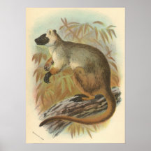 Richard Lydekker - Queensland Tree-Kangaroo Poster