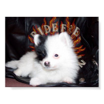 Ride free lil puppy posters