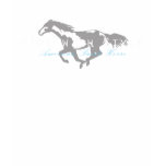 horse, pony, equine, equestrian, appaloosa, paint