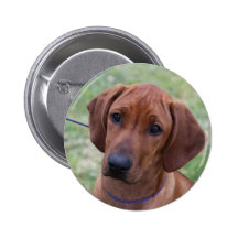 Ridgeback Puppy Pins