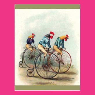 Riding Roosters Post Card
