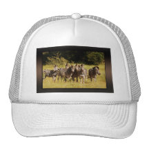 Right at You - zebras safari wildlife Trucker Hat