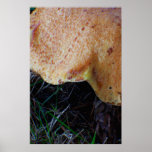 Right Shade Mushroom Posters