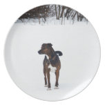 Riley In The Garden Party Plates