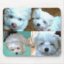 Riley Malti-poo Puppy Collage mousepads