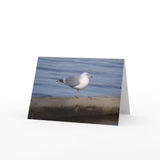 Ring Billed Gull card