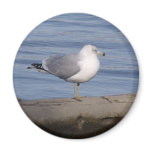Ring Billed Gull Ring Billed Gull