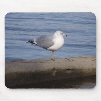 Ring Billed Gull mousepad