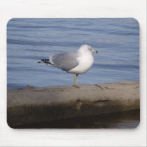 Ring Billed Gull mousepads