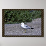 Ring-billed gull poster