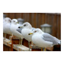 Ring Billed Gull: Seagulls on Lake Dock in Winter