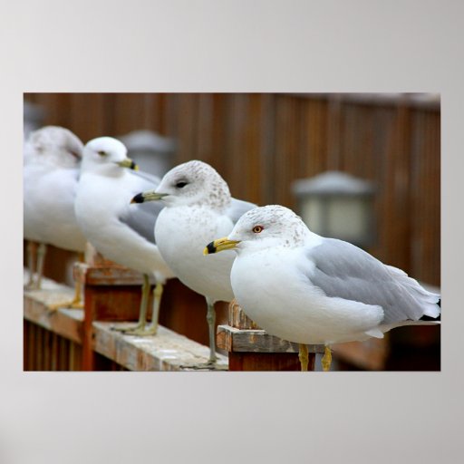 Ring Billed Gull: Seagulls on Lake Dock in Winter Posters