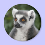 Ring Lemur Magnet magnets