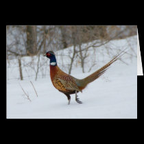 Ring-Neck Pheasant in Snow Holiday Greeting Card cards
