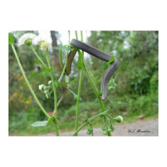 Ring-necked in Fleabane print