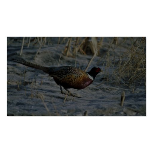 Ring-necked pheasant business card template (back side)