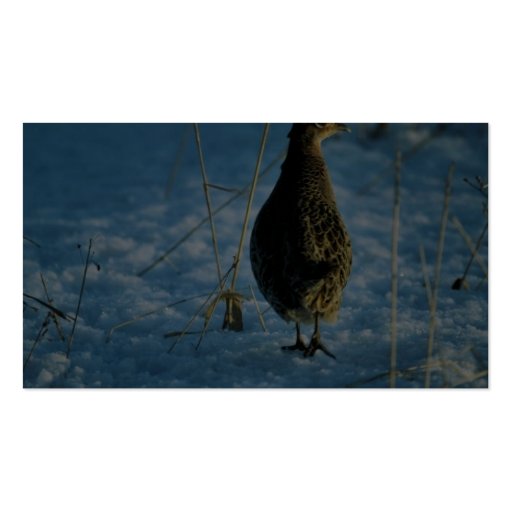 Ring-necked pheasant business card templates (back side)